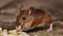 24 Hour & Emergency Exterminators in Stacy, NC